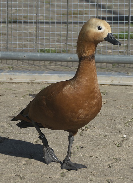 孤寡老人